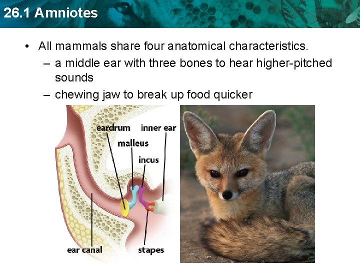 26. 1 Amniotes • All mammals share four anatomical characteristics. – a middle ear
