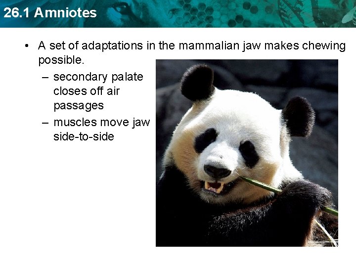 26. 1 Amniotes • A set of adaptations in the mammalian jaw makes chewing