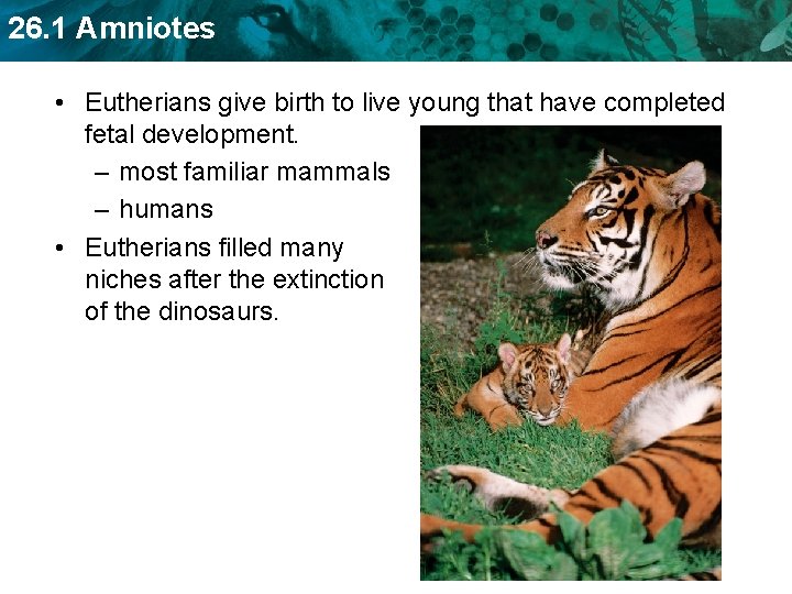 26. 1 Amniotes • Eutherians give birth to live young that have completed fetal
