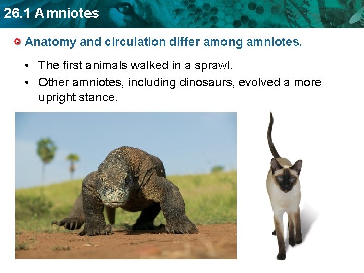 26. 1 Amniotes Anatomy and circulation differ among amniotes. • The first animals walked