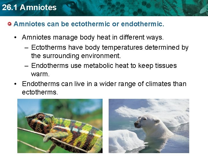 26. 1 Amniotes can be ectothermic or endothermic. • Amniotes manage body heat in