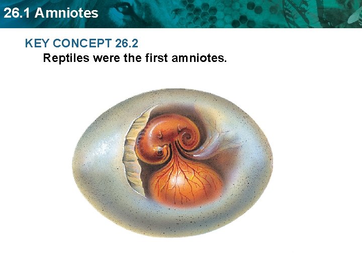 26. 1 Amniotes KEY CONCEPT 26. 2 Reptiles were the first amniotes. 