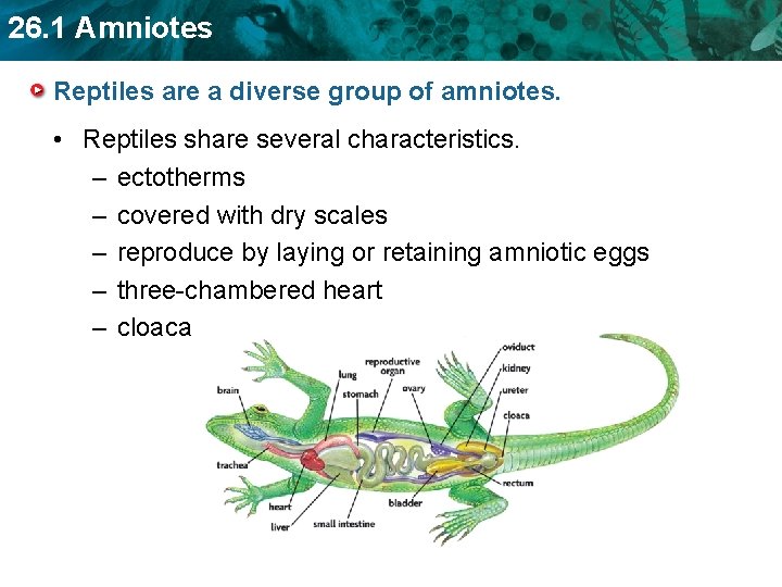 26. 1 Amniotes Reptiles are a diverse group of amniotes. • Reptiles share several