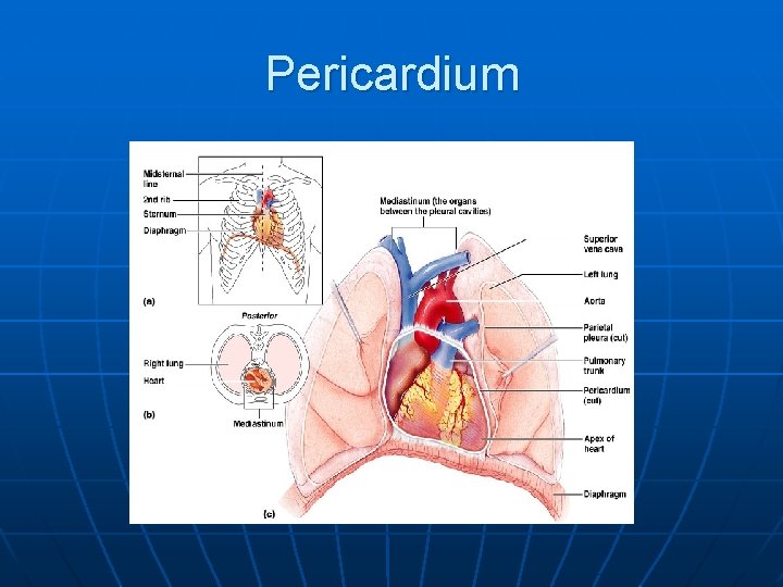 Pericardium 