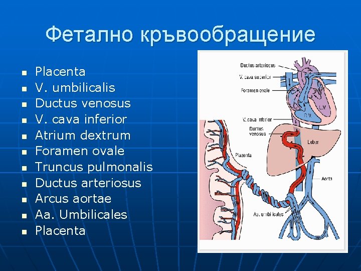 Фетално кръвообращение n n n Placenta V. umbilicalis Ductus venosus V. cava inferior Atrium