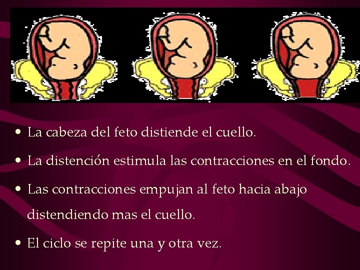 • La cabeza del feto distiende el cuello. • La distención estimula las • La cabeza del feto distiende el cuello. • La distención estimula las
