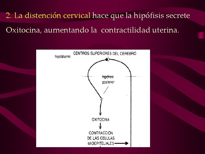 2. La distención cervical hace que la hipófisis secrete Oxitocina, aumentando la contractilidad uterina. 2. La distención cervical hace que la hipófisis secrete Oxitocina, aumentando la contractilidad uterina.