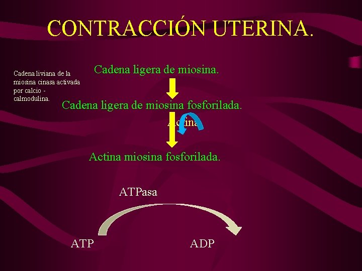 CONTRACCIÓN UTERINA. Cadena ligera de miosina. Cadena liviana de la miosina cinasa activada por CONTRACCIÓN UTERINA. Cadena ligera de miosina. Cadena liviana de la miosina cinasa activada por