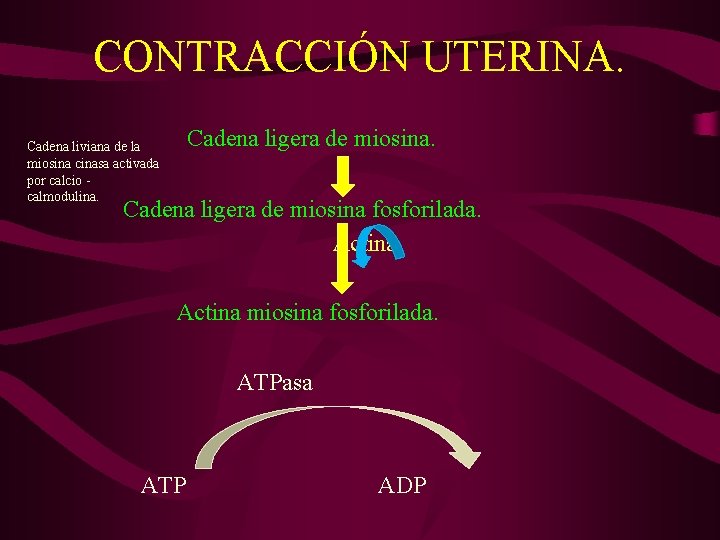 CONTRACCIÓN UTERINA. Cadena ligera de miosina. Cadena liviana de la miosina cinasa activada por