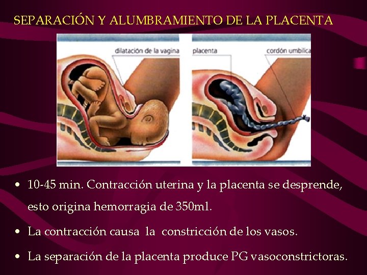 SEPARACIÓN Y ALUMBRAMIENTO DE LA PLACENTA • 10 -45 min. Contracción uterina y la