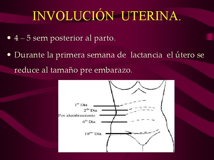 INVOLUCIÓN UTERINA. • 4 – 5 sem posterior al parto. • Durante la primera