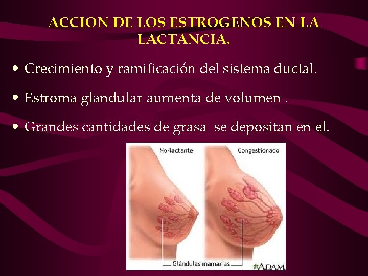 ACCION DE LOS ESTROGENOS EN LA LACTANCIA. • Crecimiento y ramificación del sistema ductal. ACCION DE LOS ESTROGENOS EN LA LACTANCIA. • Crecimiento y ramificación del sistema ductal.