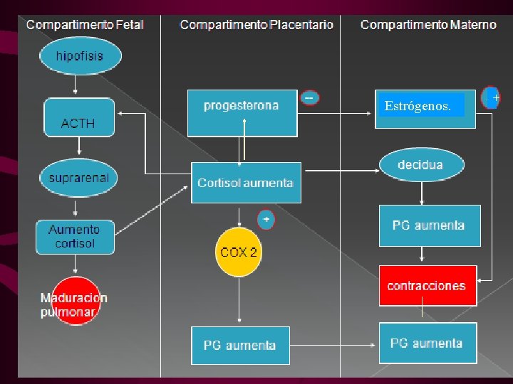 Estrógenos. + 
