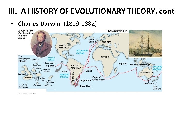 III. A HISTORY OF EVOLUTIONARY THEORY, cont • Charles Darwin (1809 -1882) 