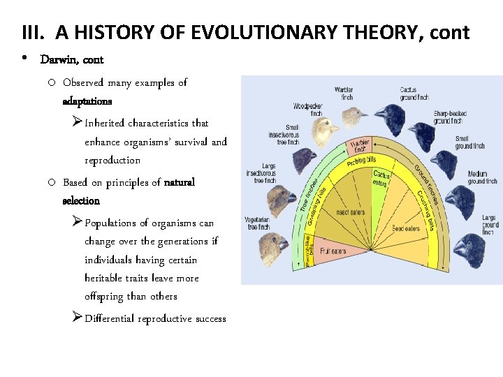 III. A HISTORY OF EVOLUTIONARY THEORY, cont • Darwin, cont o Observed many examples