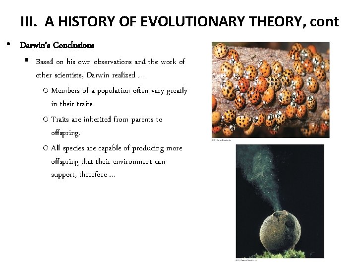 III. A HISTORY OF EVOLUTIONARY THEORY, cont • Darwin’s Conclusions § Based on his