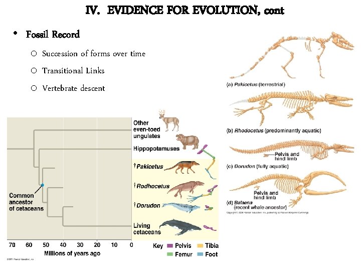 IV. EVIDENCE FOR EVOLUTION, cont • Fossil Record o Succession of forms over time