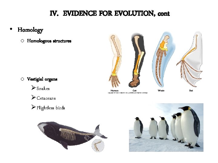 IV. EVIDENCE FOR EVOLUTION, cont • Homology o Homologous structures o Vestigial organs ØSnakes
