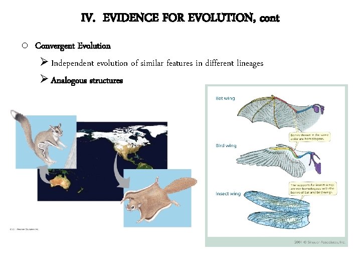 IV. EVIDENCE FOR EVOLUTION, cont o Convergent Evolution Ø Independent evolution of similar features