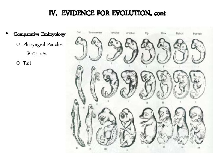 IV. EVIDENCE FOR EVOLUTION, cont • Comparative Embryology o Pharyngeal Pouches Ø Gill slits