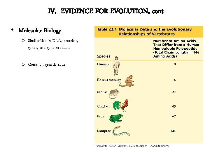 IV. EVIDENCE FOR EVOLUTION, cont • Molecular Biology o Similarities in DNA, proteins, genes,