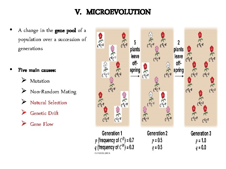 V. MICROEVOLUTION • A change in the gene pool of a population over a