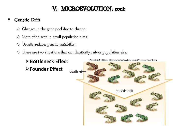  • Genetic Drift o o V. MICROEVOLUTION, cont Changes in the gene pool