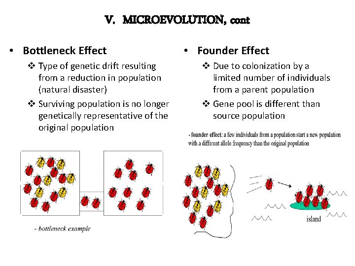 V. MICROEVOLUTION, cont • Bottleneck Effect v Type of genetic drift resulting from a