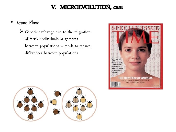 V. MICROEVOLUTION, cont • Gene Flow Ø Genetic exchange due to the migration of