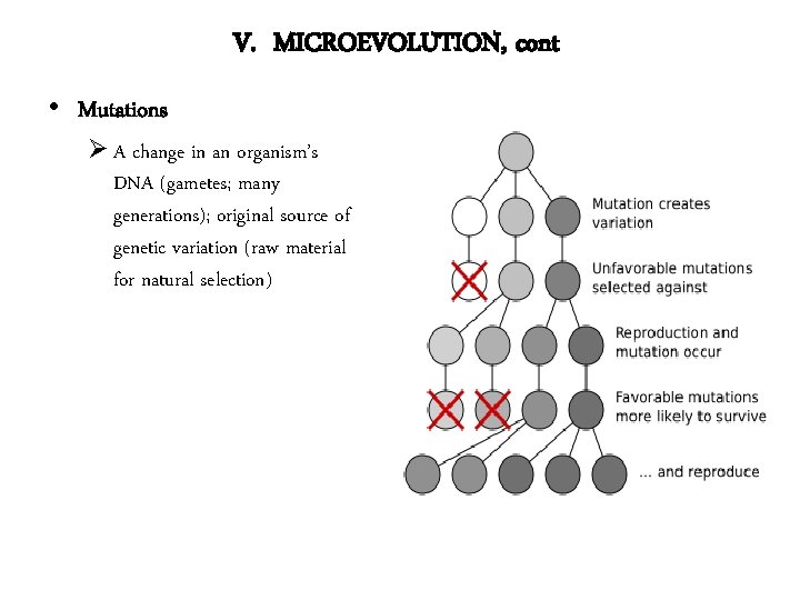 V. MICROEVOLUTION, cont • Mutations Ø A change in an organism’s DNA (gametes; many