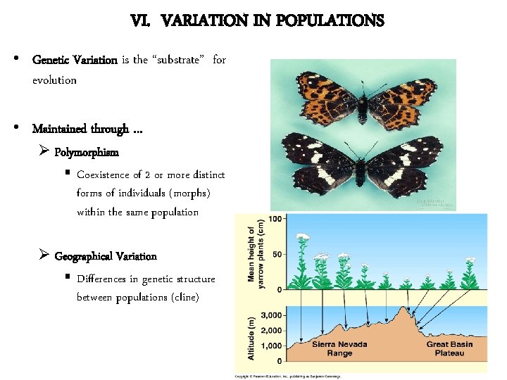 VI. VARIATION IN POPULATIONS • Genetic Variation is the “substrate” for evolution • Maintained