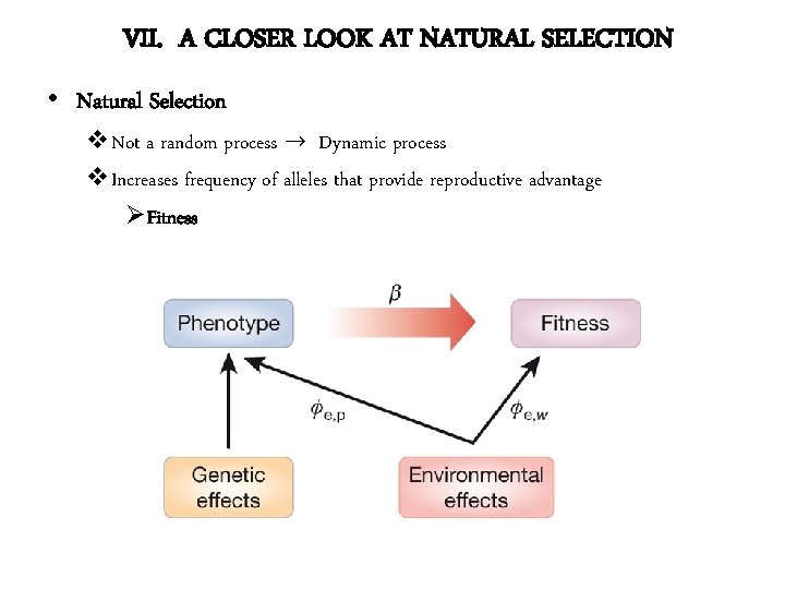VII. A CLOSER LOOK AT NATURAL SELECTION • Natural Selection v. Not a random