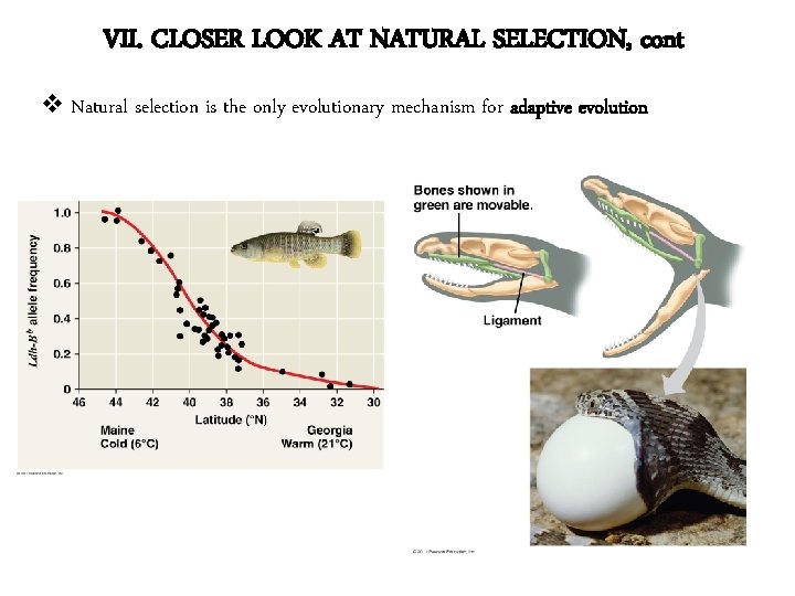 VII. CLOSER LOOK AT NATURAL SELECTION, cont v Natural selection is the only evolutionary