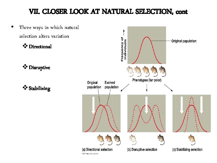 VII. CLOSER LOOK AT NATURAL SELECTION, cont • Three ways in which natural selection