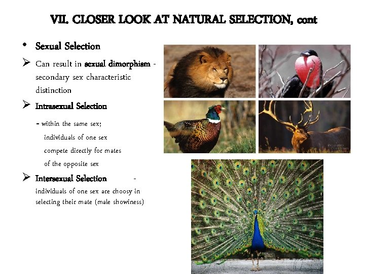 VII. CLOSER LOOK AT NATURAL SELECTION, cont • Sexual Selection Ø Can result in