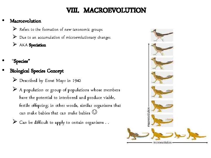  • Macroevolution VIII. MACROEVOLUTION Ø Refers to the formation of new taxonomic groups