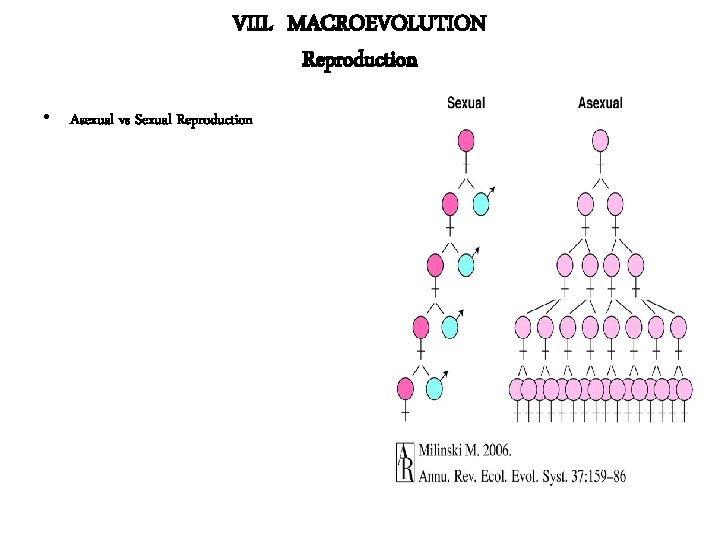 VIII. MACROEVOLUTION Reproduction • Asexual vs Sexual Reproduction 