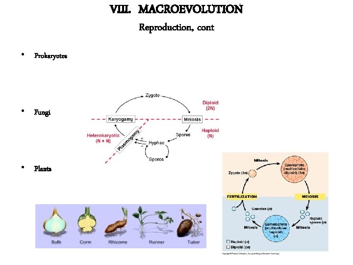 VIII. MACROEVOLUTION Reproduction, cont • Prokaryotes • Fungi • Plants 