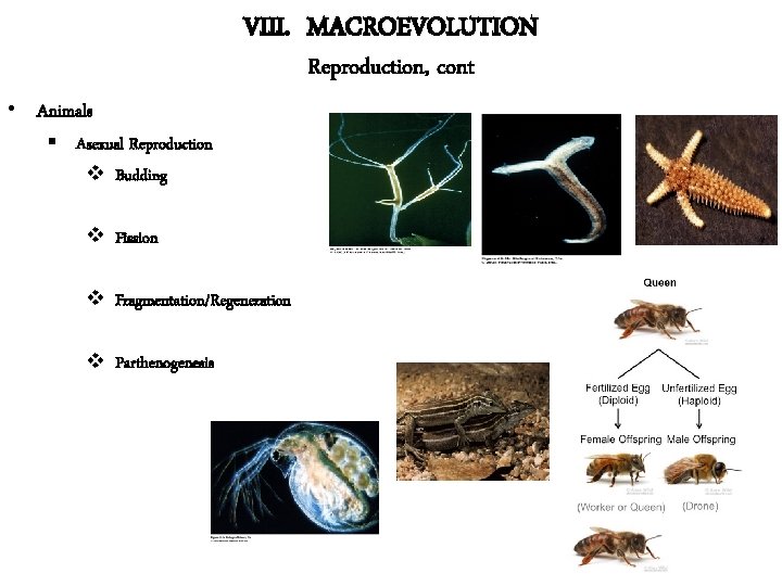 VIII. MACROEVOLUTION Reproduction, cont • Animals § Asexual Reproduction v Budding v Fission v