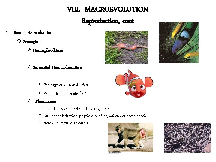  • Sexual Reproduction VIII. MACROEVOLUTION Reproduction, cont v Strategies Ø Hermaphroditism Ø Sequential