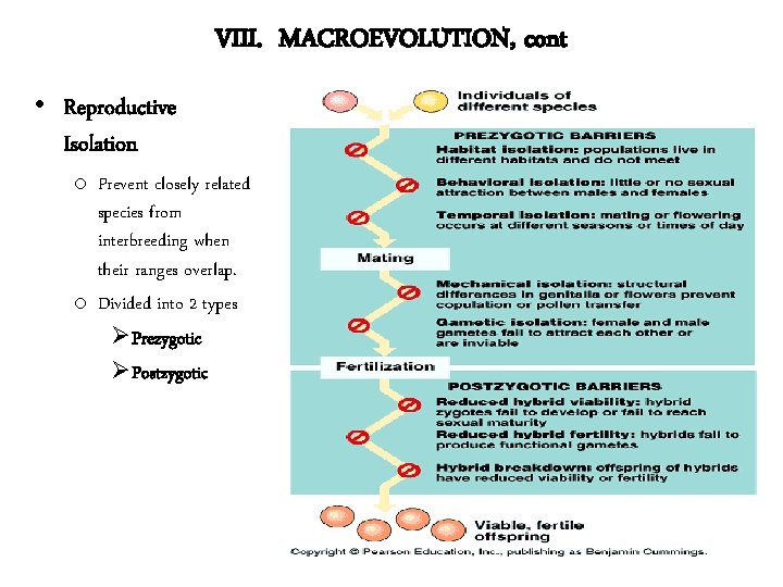 VIII. MACROEVOLUTION, cont • Reproductive Isolation o Prevent closely related species from interbreeding when