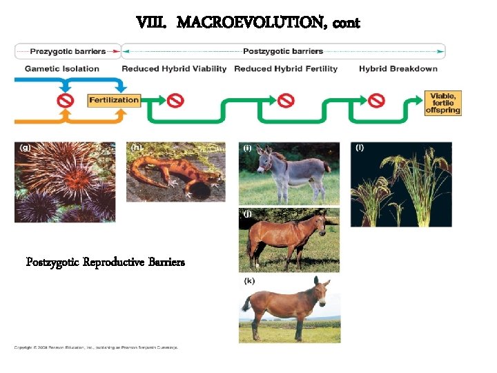 VIII. MACROEVOLUTION, cont Postzygotic Reproductive Barriers 