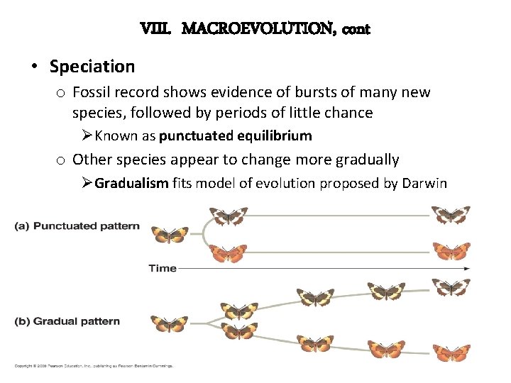 VIII. MACROEVOLUTION, cont • Speciation o Fossil record shows evidence of bursts of many