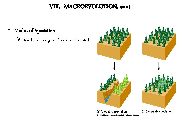 VIII. MACROEVOLUTION, cont • Modes of Speciation Ø Based on how gene flow is