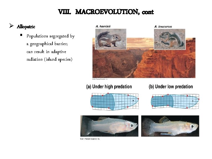 VIII. MACROEVOLUTION, cont Ø Allopatric § Populations segregated by a geographical barrier; can result