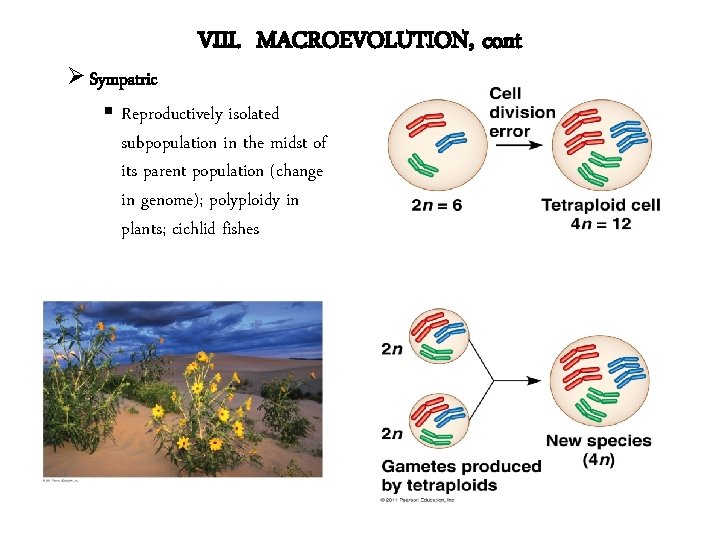 VIII. MACROEVOLUTION, cont Ø Sympatric § Reproductively isolated subpopulation in the midst of its