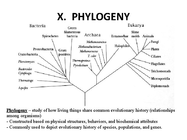 X. PHYLOGENY Phylogeny – study of how living things share common evolutionary history (relationships