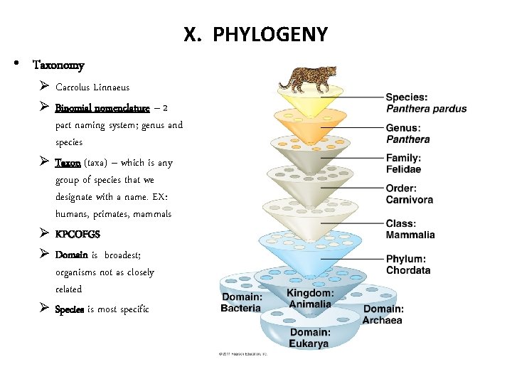 X. PHYLOGENY • Taxonomy Ø Carrolus Linnaeus Ø Binomial nomenclature – 2 part naming