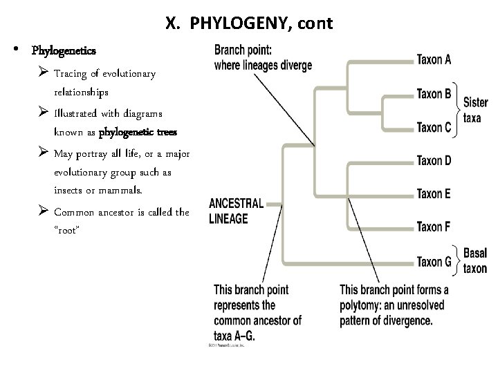 X. PHYLOGENY, cont • Phylogenetics Ø Tracing of evolutionary relationships Ø Illustrated with diagrams