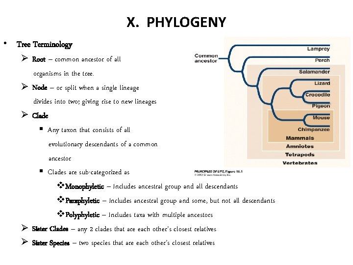 X. PHYLOGENY • Tree Terminology Ø Root – common ancestor of all organisms in